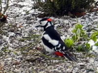 Buntspecht-Herr_0237.webp