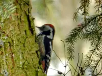 Mittelspecht_0397.webp