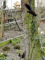 Eichhörnchen_0001.webp