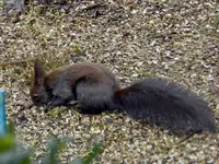 Eichhörnchen_0004.webp