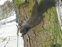 Eichhörnchen_0005.webp