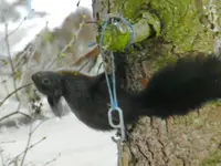 Eichhörnchen_0006.webp