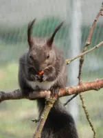 Eichhörnchen_0007.webp