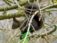 Eichhörnchen_0008.webp