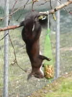 Eichhörnchen_0009.webp