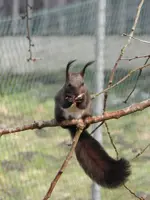 Eichhörnchen_0010.webp