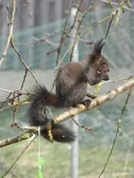 Eichhörnchen_0011.webp