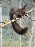Eichhörnchen_0013.webp