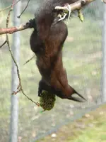 Eichhörnchen_0014.webp