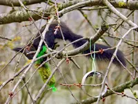 Eichhörnchen_0015.webp