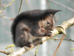 Eichhörnchen_0016.JPG