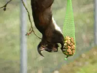 Eichhörnchen_0017.webp