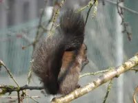 Eichhörnchen_0018.webp