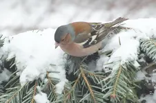 2013_0325Frühling0008.webp