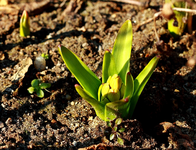 eine erste Hyazinthe_640.webp