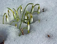 Schneeglöckchen_900.webp