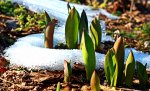 Tulpen kämpfen gegen den restlichen Schnee_900.JPG