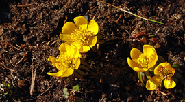 Winterlinge blühen_900.webp
