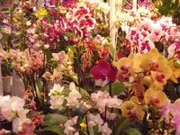CIMG5241.webp