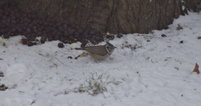 IMG_6949.webp
