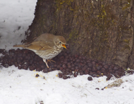 IMG_6953.webp