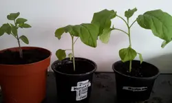 20130316_130203.jpg