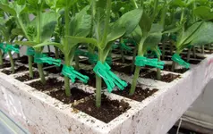 Grafted-Watermelon-1024x647.webp