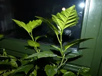 hibiskus sin..webp