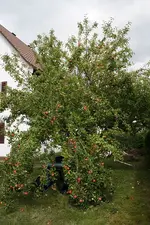 Apfelbaum 2011.webp
