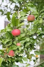 Apfelbaum 2011 (2).webp