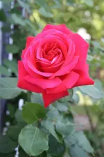 Garten%206.webp