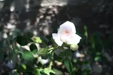 Garten%207.webp
