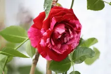 Garten%209.webp