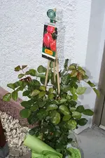 Garten%2010.webp