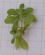 IMG_3441_klein.webp