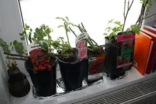 Rosen und Himbeeren März 2013.webp