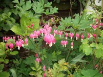 DSCF1803.webp