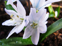 scilla.webp