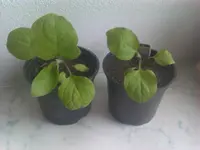IMAG0954.webp