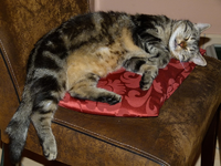 livia pennt01.webp
