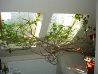DSC00653_1.webp