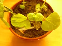 SAM_0543.webp