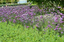 DSC_0076.webp