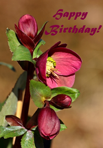 Lenzrose Annas Red_500.webp