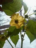 TomatilloI27_3_13.webp