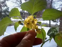 TomatilloII27_3_13.webp