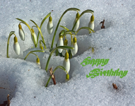 Schneeglöckchen.webp