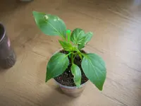 100_4853.webp
