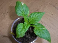 100_4861.webp