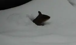 Maus.webp
